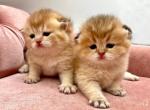 British Shorthair Golden  Brothers - British Shorthair Kitten For Sale - Orlando, FL, US