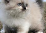 Zoe - Persian Kitten For Sale - 