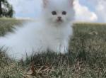 Sprinkles - Persian Kitten For Sale - Perkasie, PA, US