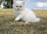 Pumpkin - Persian Kitten For Sale - 