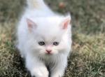 Piper - Persian Kitten For Sale - Perkasie, PA, US