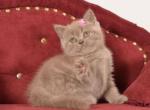 Abigail Scottish Straight female lilac - Scottish Straight Kitten For Sale - Miami, FL, US