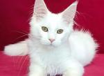 Gabriella Maine Coon female white - Maine Coon Kitten For Sale - Miami, FL, US