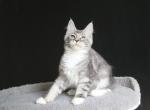 Bro Maine Coon male black silver tabby with white - Maine Coon Kitten For Sale - Miami, FL, US