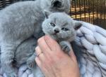 BB Blue Male - British Shorthair Kitten For Sale - 