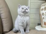 Snuggle Lilac Girl - British Shorthair Kitten For Sale - 