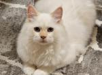 Siberian kitten male - Siberian Kitten For Sale - 