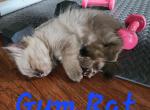 Blueberry - Ragdoll Kitten For Sale - 