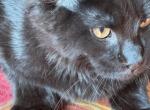 PIERRE - Maine Coon Kitten For Sale - 