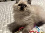 Raggy - Domestic Kitten For Adoption - Lumberton, MS, US