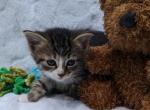 Buddy - Domestic Kitten For Sale - 