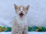 Dusty - Domestic Kitten For Sale - Barto, PA, US