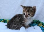 Rusty - Domestic Kitten For Sale - 