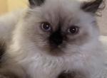 Pepper - Persian Kitten For Adoption - 