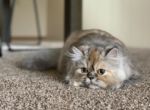 Grace and Kiwi - Persian Cat For Sale - Marysville, WA, US