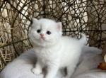 Teddy - British Shorthair Kitten For Sale - 