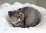 Luna - Exotic Kitten For Sale - Boiling Springs, PA, US