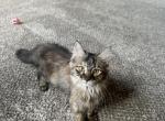 Siberian Norwegian Mix Kittens - Siberian Kitten For Sale - 