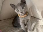 Yoko - Russian Blue Kitten For Sale - Hollywood, FL, US