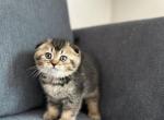 Roco - Scottish Fold Kitten For Sale - Woodland Park, CO, US