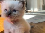 Violet - Ragdoll Kitten For Sale - 