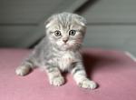 Cody - Scottish Fold Kitten For Sale - Woodland Park, CO, US