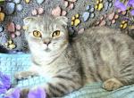 Cookie - Scottish Fold Kitten For Sale - New York, NY, US