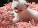 Cotton - Ragdoll Kitten For Sale - 