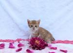 Tidbit - Domestic Kitten For Sale - Barto, PA, US