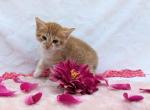 Tidbit - Domestic Kitten For Sale - 