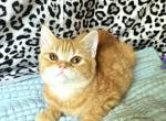 Ginger - British Shorthair Kitten For Sale - New York, NY, US