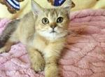 Jerry - British Shorthair Kitten For Sale - New York, NY, US