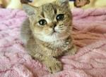 Oliver - British Shorthair Kitten For Sale - New York, NY, US