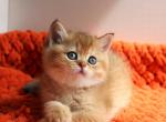 Orange - British Shorthair Kitten For Sale - 