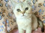 Sailor - British Shorthair Kitten For Sale - New York, NY, US