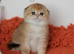 Lucky - Scottish Straight Kitten For Sale - 