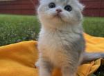 Scottish fold & Scottish Straights - Scottish Fold Kitten For Sale - 