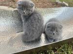 Blue Scottish Straights - Scottish Straight Kitten For Sale - 