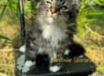 Grumpy - Siberian Kitten For Sale - St. Augustine, FL, US