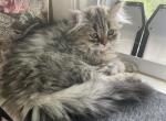 Barby - Scottish Straight Kitten For Sale - 