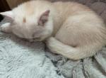 Dora - British Shorthair Kitten For Sale - 