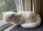 Roma - British Shorthair Kitten For Sale - 