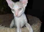 spirit eyes - Cornish Rex Kitten For Sale - Glendale, AZ, US