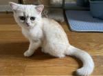 Missy - British Shorthair Kitten For Sale - 