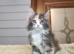 Christina - Maine Coon Kitten For Sale - Hollywood, FL, US