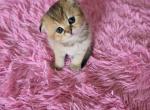 Liya - Scottish Fold Kitten For Sale - Philadelphia, PA, US