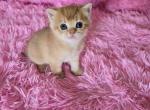 Dale - Scottish Straight Kitten For Sale - 