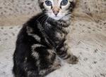 Little Baby and Starlas Litter - Bengal Kitten For Sale - Seffner, FL, US