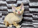 Garfield - Devon Rex Kitten For Sale - 