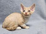 Aron - Devon Rex Kitten For Sale - 